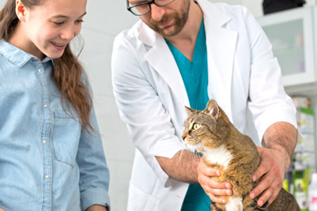 amenagement clinique veterinaire